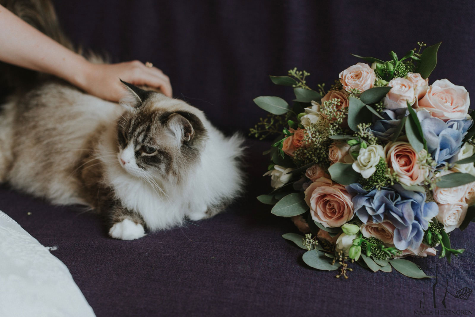 wedding cat