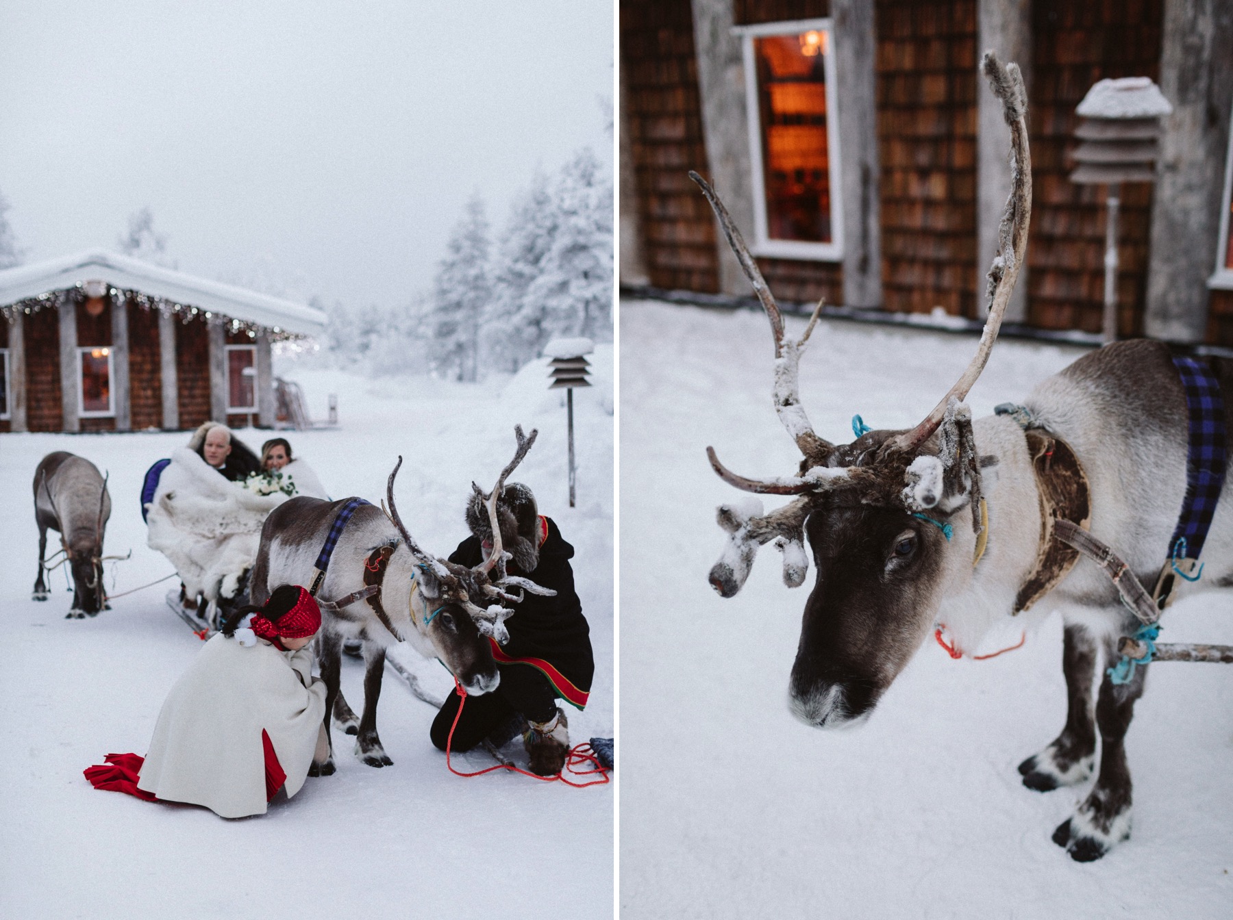 reindeer sleigh ride Lapland