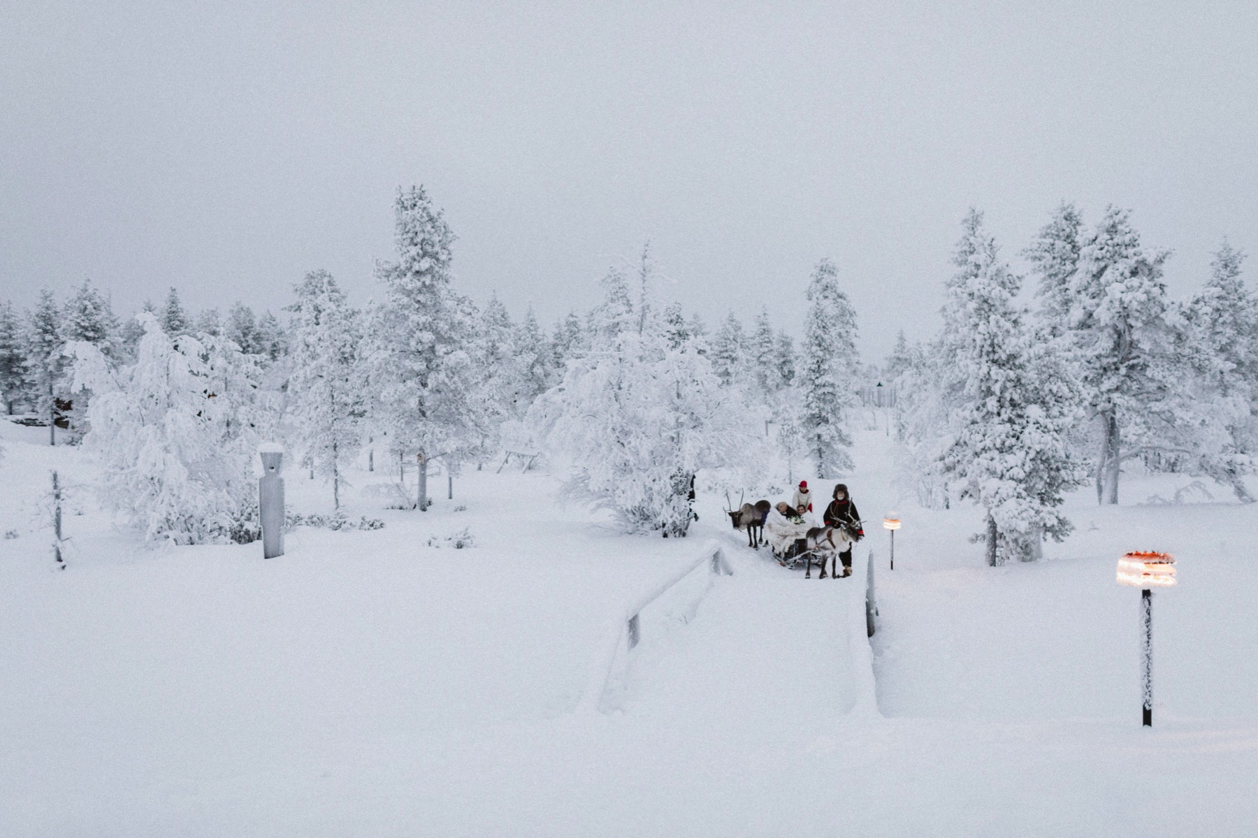 reindeer ride Lapland