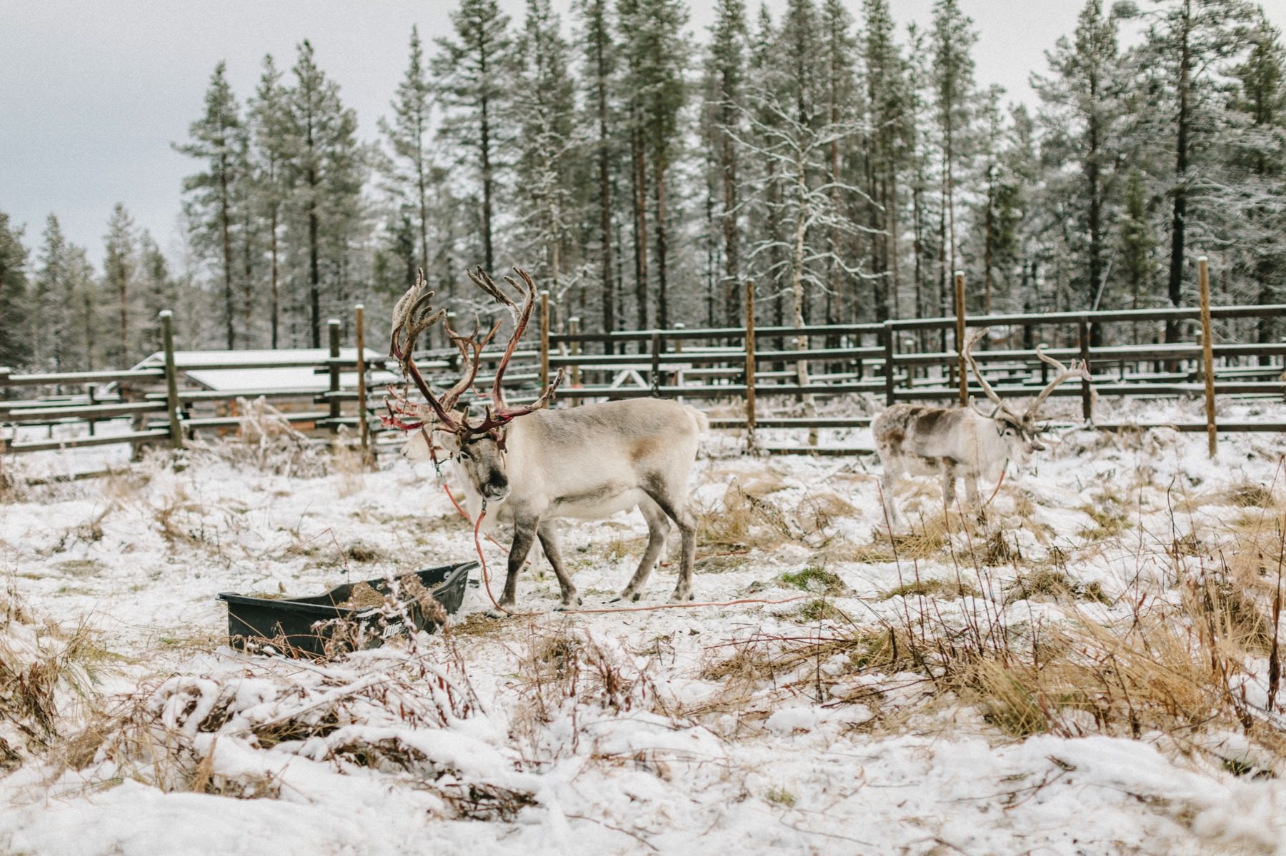 reindeer Lapland