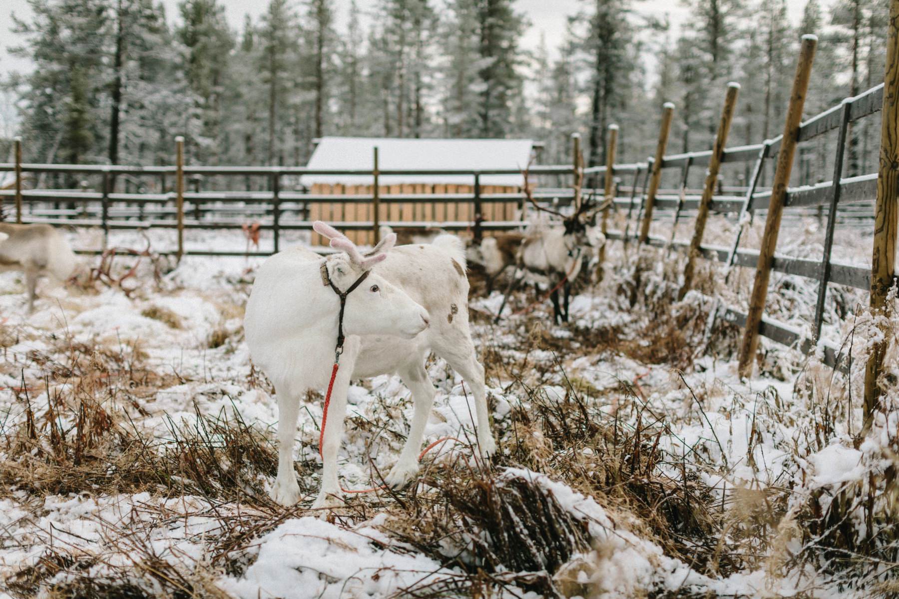 reindeer farm in Lapland
