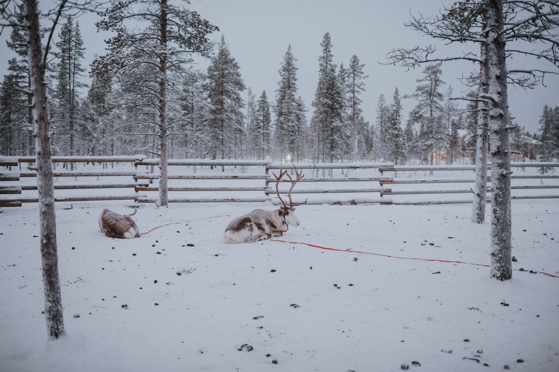 reindeer photo session