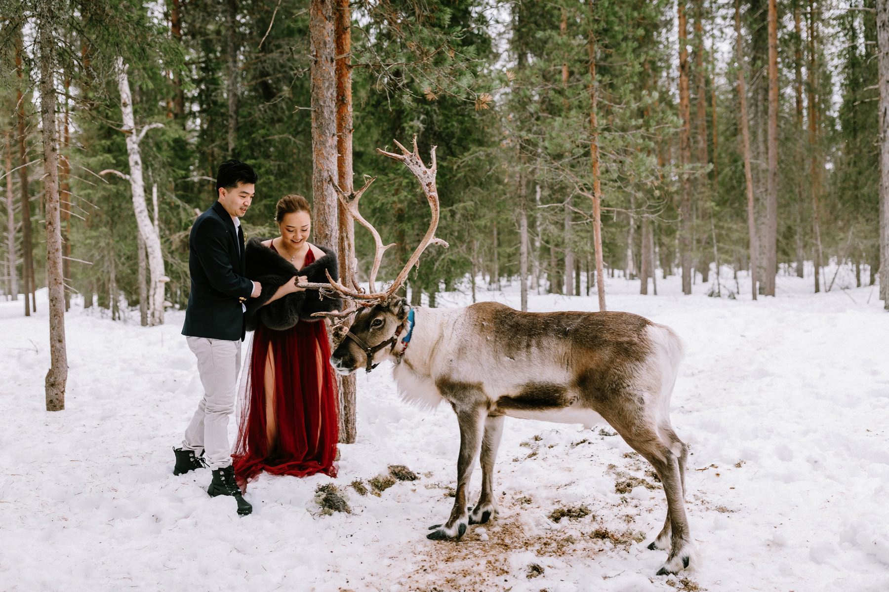 feeding reindeer in Lapland